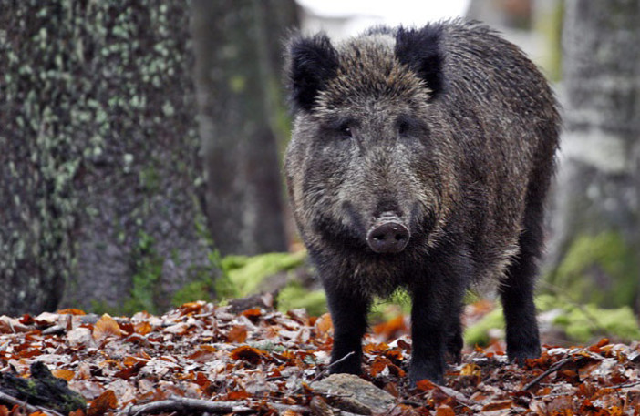 un cinghiale