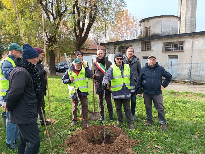 Collegno, per fare un albero ci vogliono 470 kg di sughero: piantumata una pianta