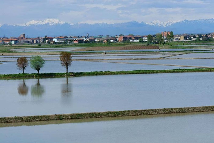 campo coltivato pieno d'acqua