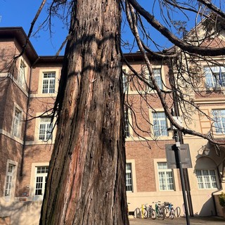 Collegno, necessario l'abbattimento di 22 alberi malati