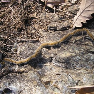 Lotta alla Processionaria nel parco del Monte San Giorgio