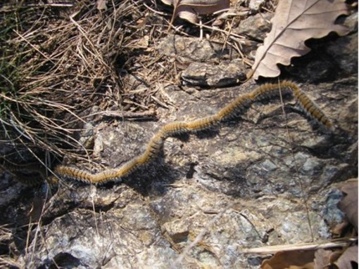 Lotta alla Processionaria nel parco del Monte San Giorgio