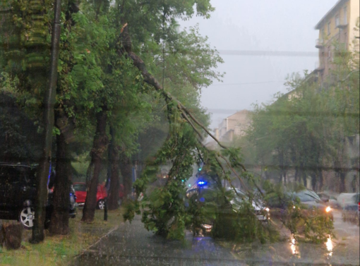 Un albero si spezza in Corso Belgio, 120 interventi per il maltempo