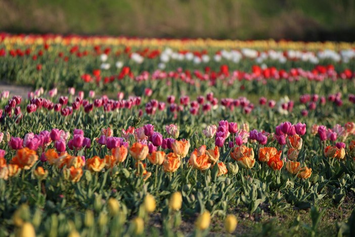 Un mega campo di tulipani apre alle porte di Torino: sarà possibile raccogliere i fiori e scattare foto da sogno